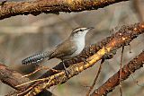 Bewick's Wrenborder=