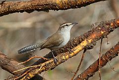 Bewick's Wren