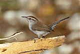 Bewick's Wren