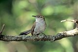 Bewick's Wren