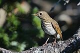 Bicknell's Thrush