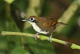 Bicolored Antbirdborder=