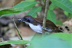 Bicolored Antbird