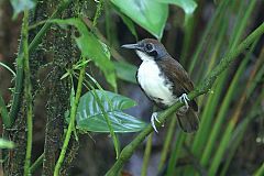 Bicolored Antbird