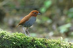 Bicolored Antpitta