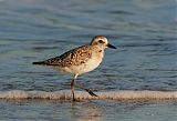 Black-bellied Plover