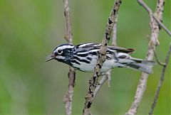 Black-and-white Warbler