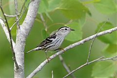 Black-and-white Warbler