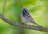 Black-and-white Warbler