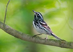 Black-and-white Warbler
