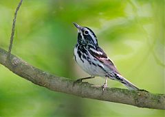 Black-and-white Warbler