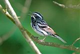 Black-and-white Warbler