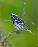 Black-and-white Warbler