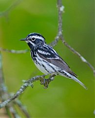 Black-and-white Warbler