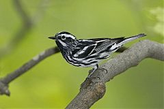 Black-and-white Warbler