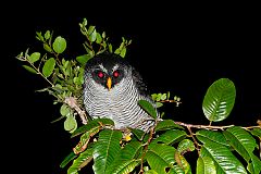 Black-and-white Owl