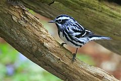 Black-and-white Warbler