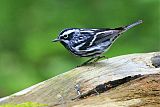 Black-and-white Warbler