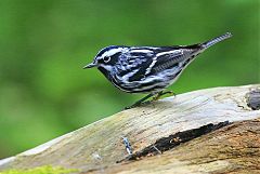 Black-and-white Warbler