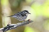 Black-and-white Warbler