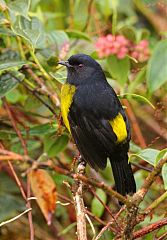 Black-and-yellow Silky-flycatcher