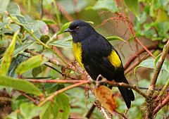 Black-and-yellow Silky-flycatcher