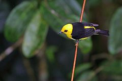 Black-and-yellow Tanager