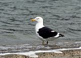 Kelp Gull