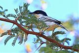 Black-backed Puffback