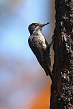 Black-backed Woodpecker