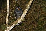 Black-banded Owlborder=