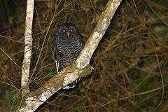 Black-banded Owl