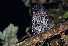 Black-banded Owl