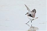 Black-bellied Plover