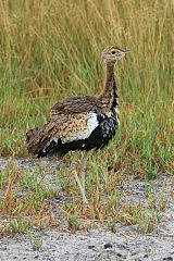 Black-bellied Bustard