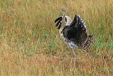 Black-bellied Bustard