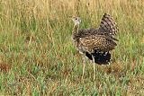 Black-bellied Bustard