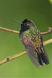 Black-bellied Hummingbird