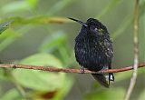 Black-bellied Hummingbirdborder=