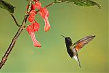 Black-bellied Hummingbird