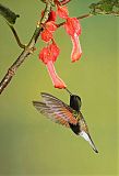 Black-bellied Hummingbird