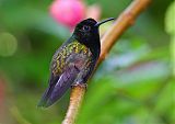 Black-bellied Hummingbirdborder=