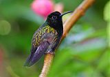 Black-bellied Hummingbird