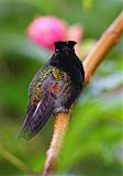 Black-bellied Hummingbird