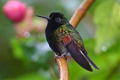 Black-bellied Hummingbird