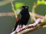 Black-bellied Hummingbird