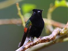 Black-bellied Hummingbird