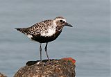 Black-bellied Plover