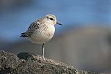 Black-bellied Plover