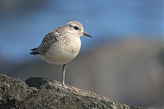 Black-bellied Plover